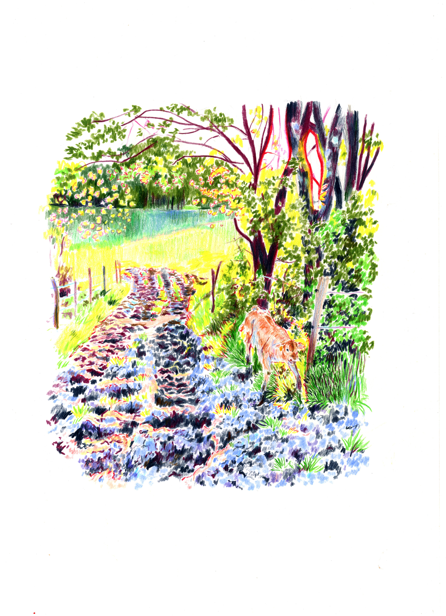 Dessin d'un veau marchant le long d'une haie