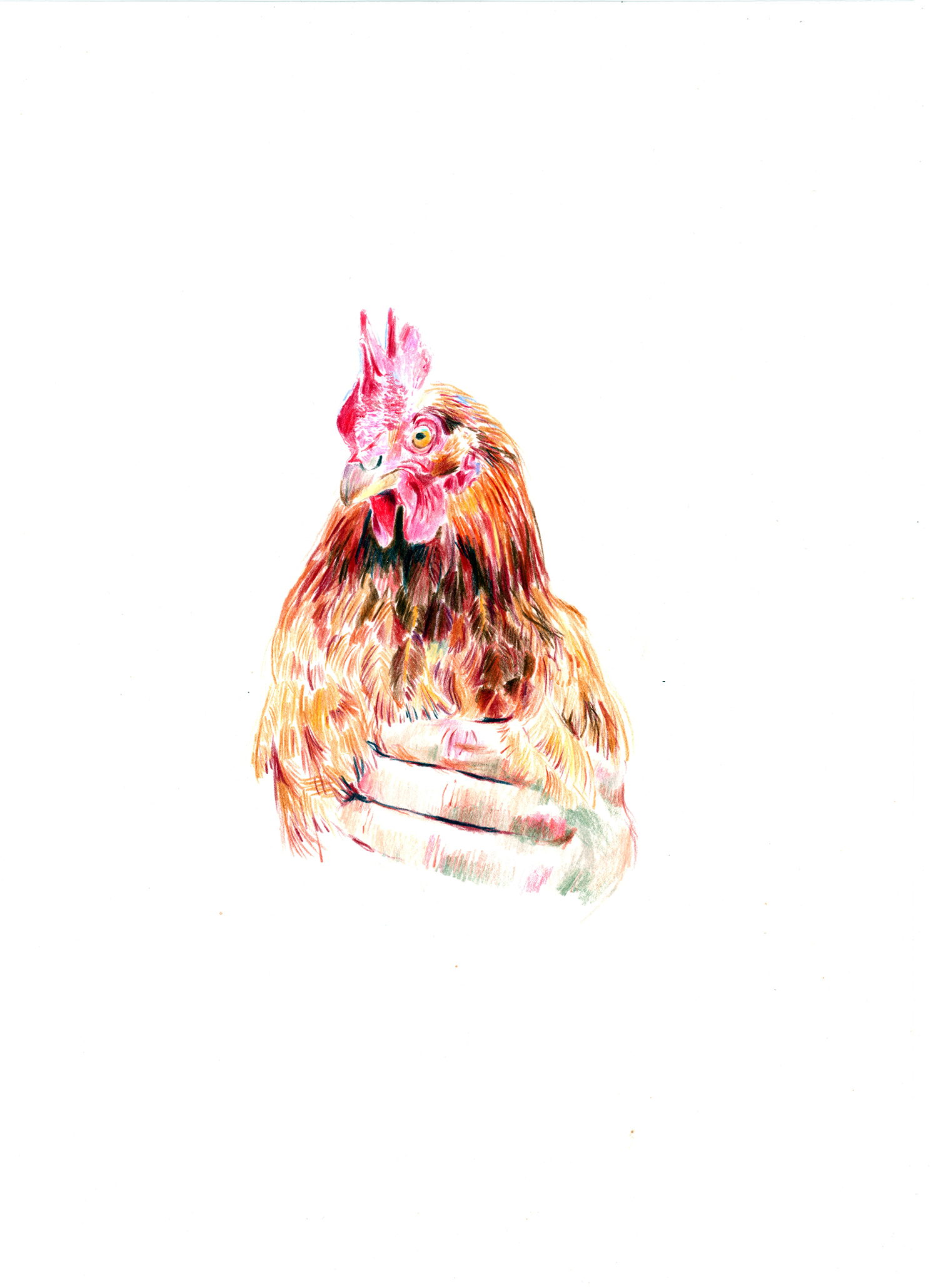 Dessin d'une poule