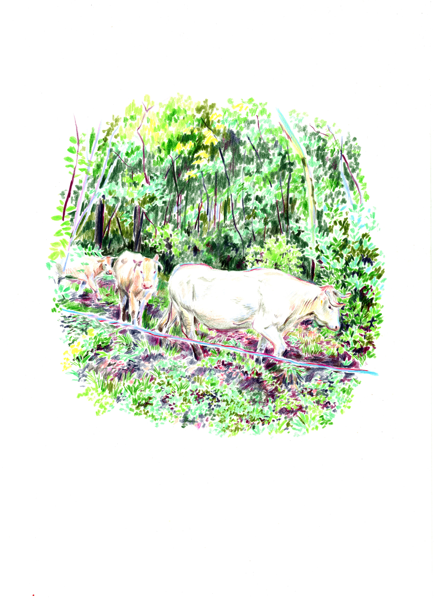 Dessin de trois vaches marchant au travers d'une forêt