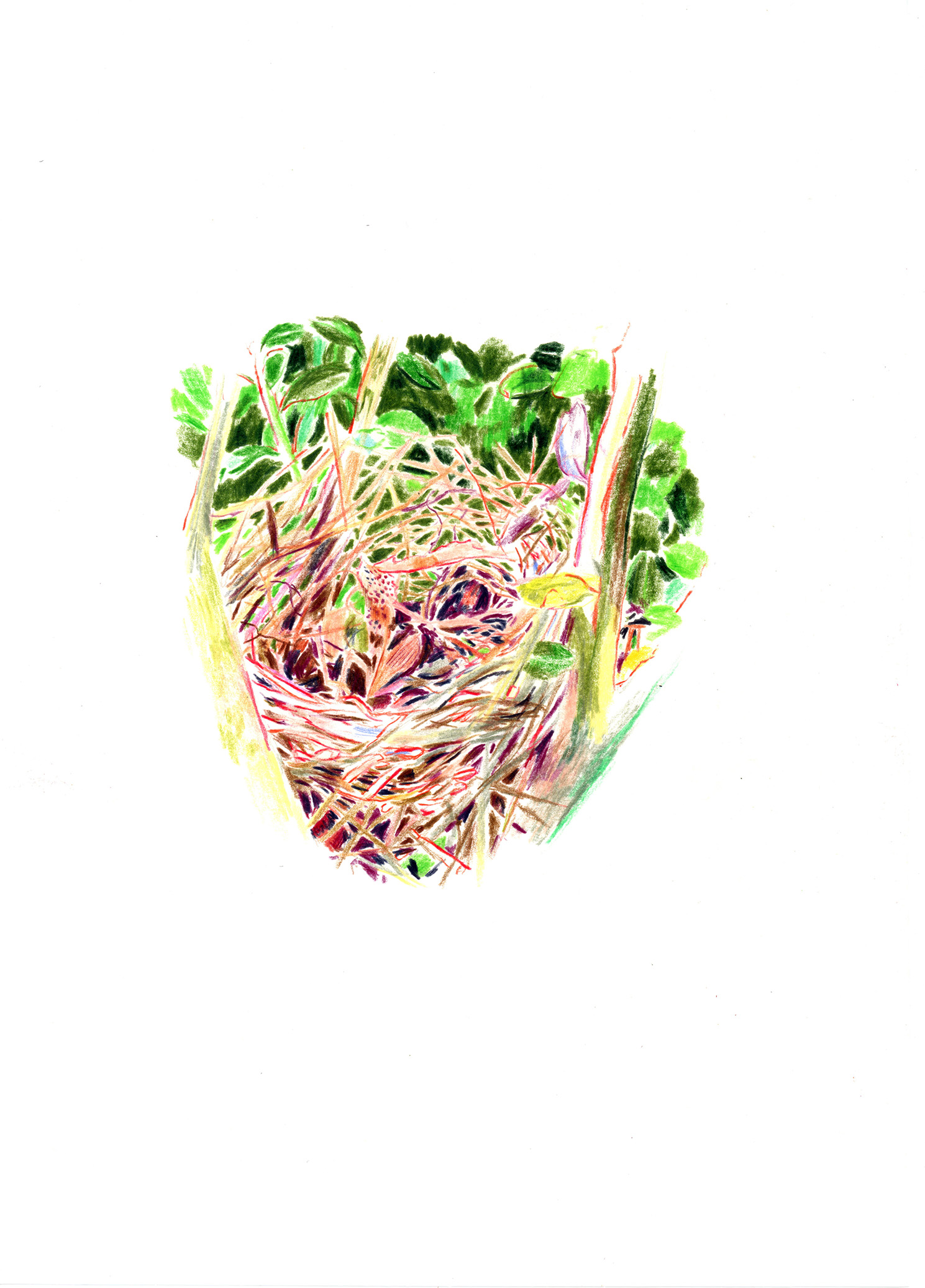 Nid vide de mésange