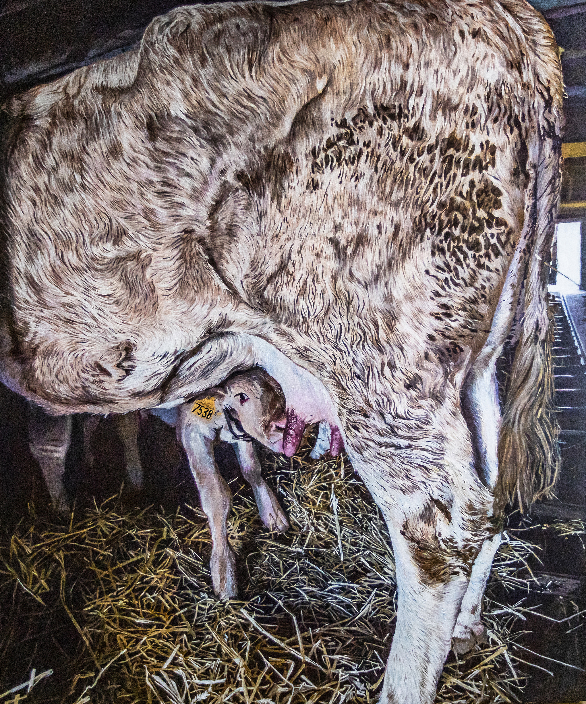 Peinture d'un veau tétant sa mère dans une grange