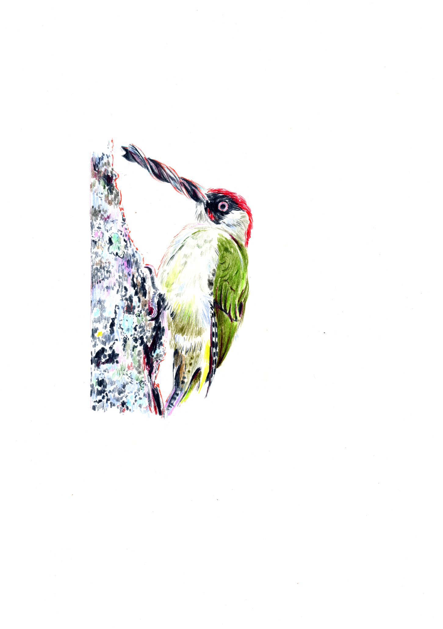 Pic vert à bec en fraise de perceuse