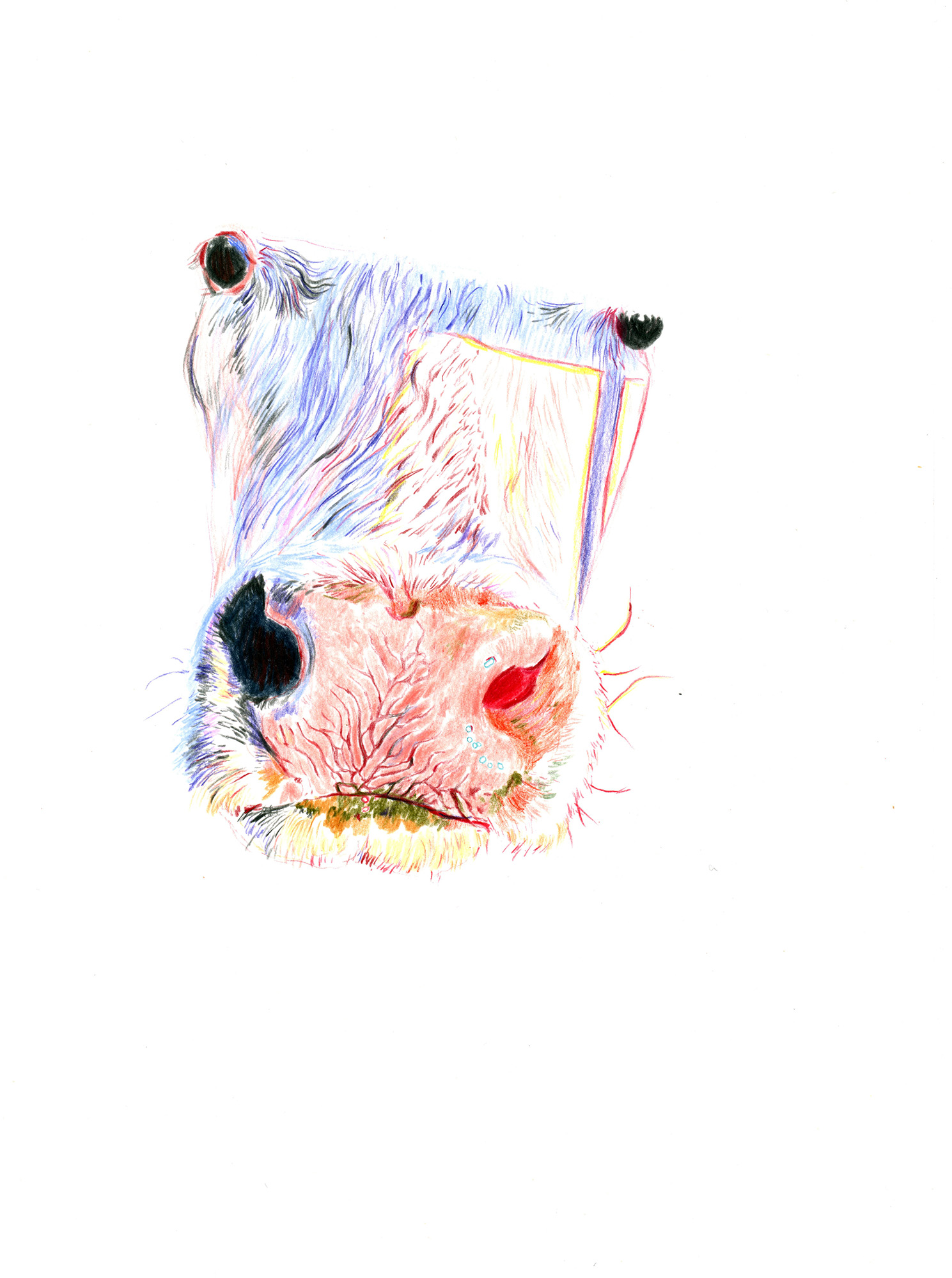 Portrait de vache