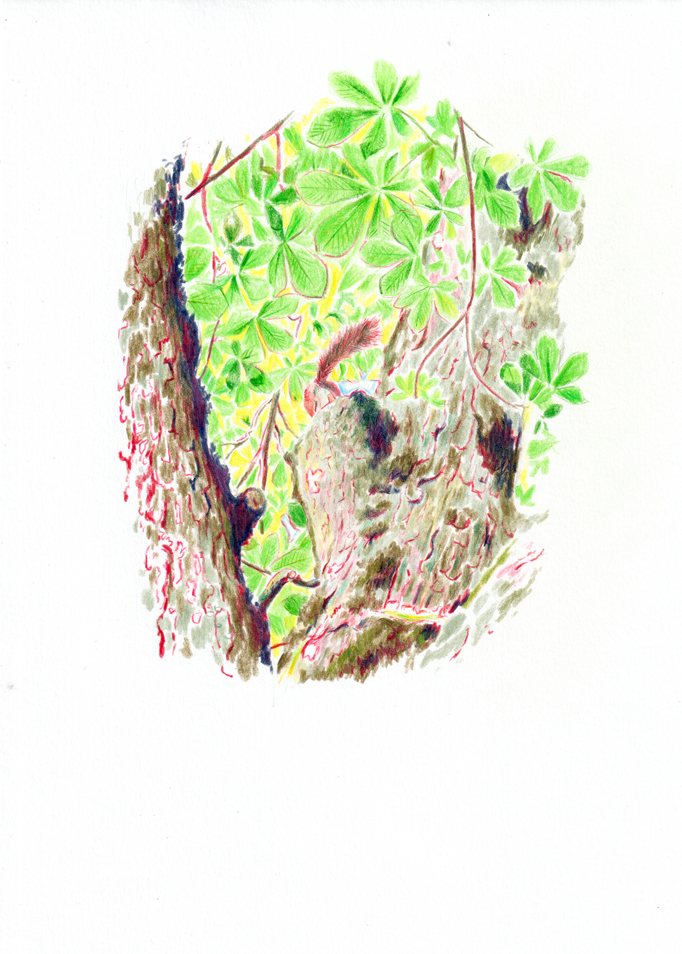 Queue d'écureuil dans un arbre