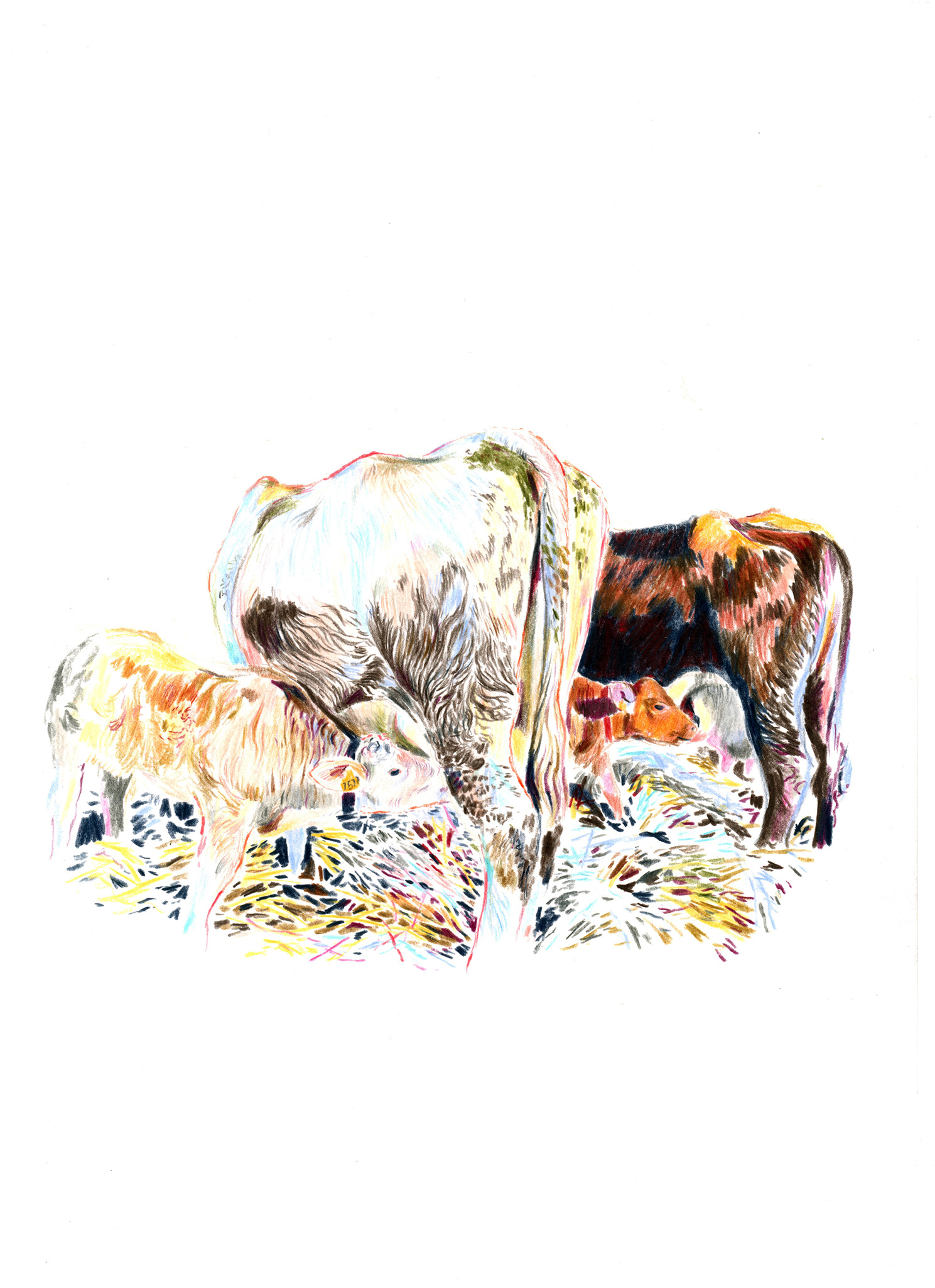 Veaux tétant leurs mères