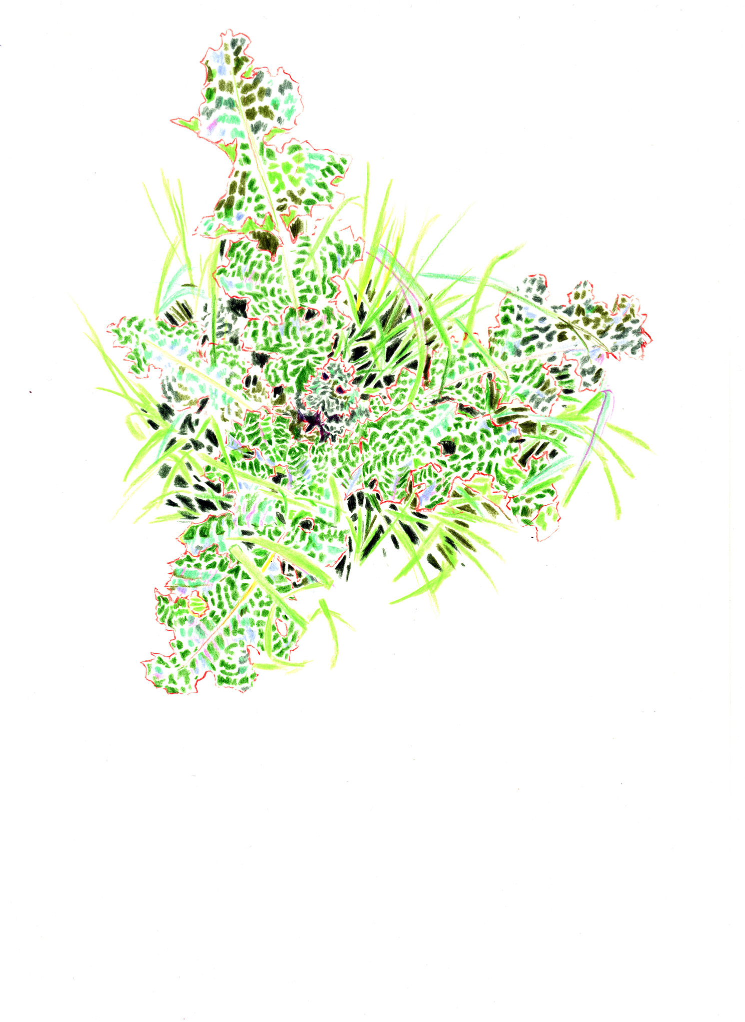 Vue d'un chardon marie